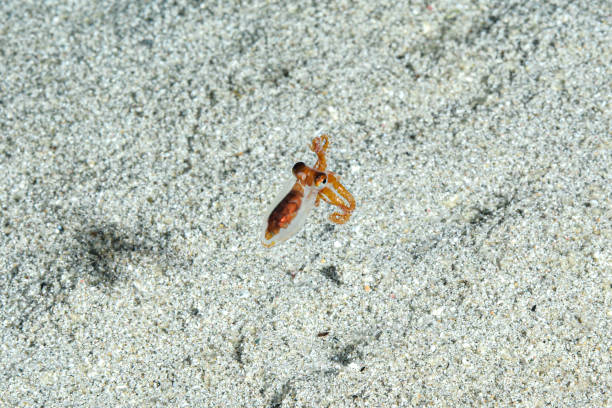 Juvenille baby octopus stock photo