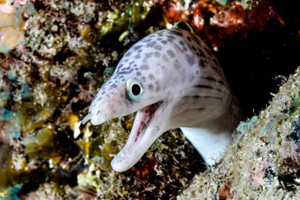 White moray eel looking to camera stock photo