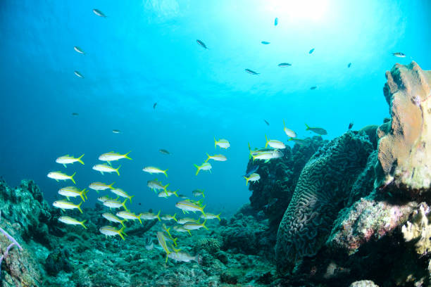 Underwater scene with school of fish, coral reef and blue ocean in the background stock photo
