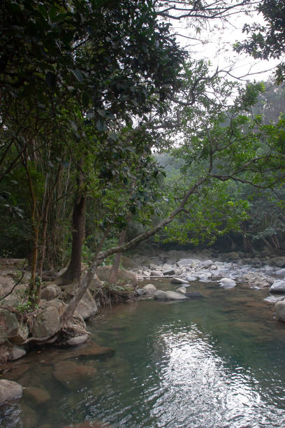 istock a small pond at the uppon river, Shing Mun Reservior 1335138131