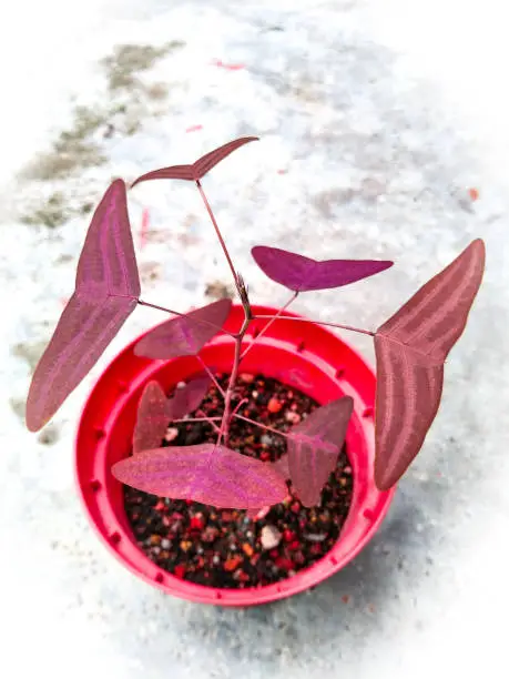 Photo of A popular Butterfly plant.