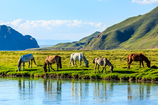 Horses graze on the pasture by the river.the mountain and meadows with horses in the summer pasture.Beautiful grassland scenery in Xinjiang,China.