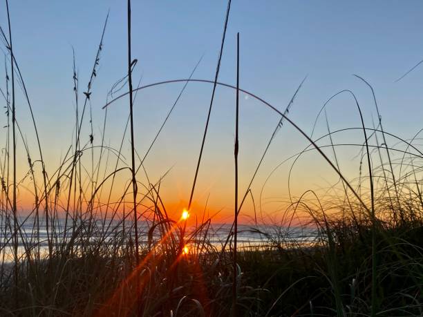 istock Sunrise behind sea oat grass Florida 1335140930