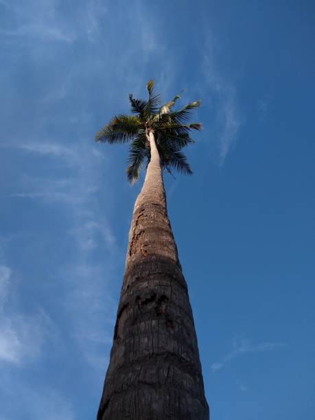 istock Coconut palm (Cocos nucifera) tree against the blue sky 1335141008