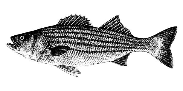 ilustraciones, imágenes clip art, dibujos animados e iconos de stock de morone saxatilis, bajo rayado, lavrak rayado. colección de pescado - pez