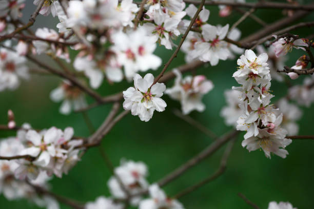 istock beautiful white blossom flowers from an almond tree 1335148978