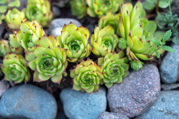 stone rose echeveria pulvinata against the background of stones. plant for landscaping. - saksıgüzeli stok fotoğraflar ve resimler