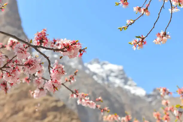 Blossom in Hunza valley, Karimabad, Gilgit Baltistan, Pakistan