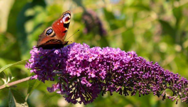 istock Eye pattern butterfly sitting on purple flower 1335156228