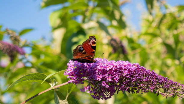 istock Eye pattern butterfly sitting on purple flower 1335156236