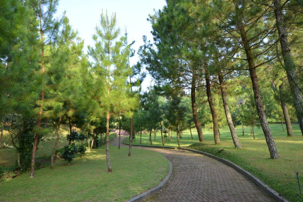 istock Green lane roads 1335156364