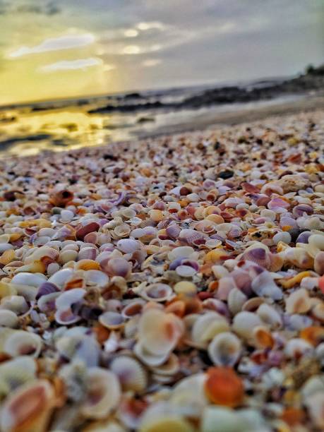 istock A mixture of tiny colored sea shells, creating a colorful background 1335157314