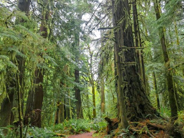 istock Trail in a Majestic Forest 1335157961