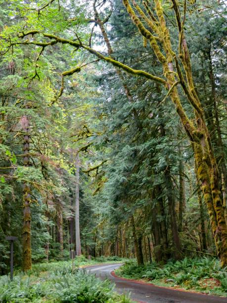 istock Trail in a Majestic Forest 1335157964