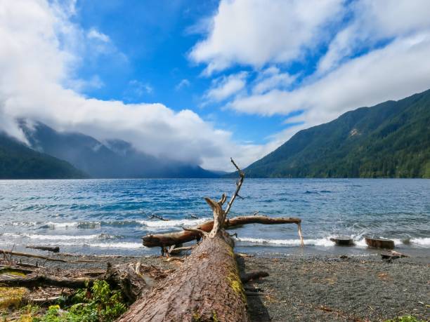 istock Driftwood at Majestic Lake Crescent 1335158006
