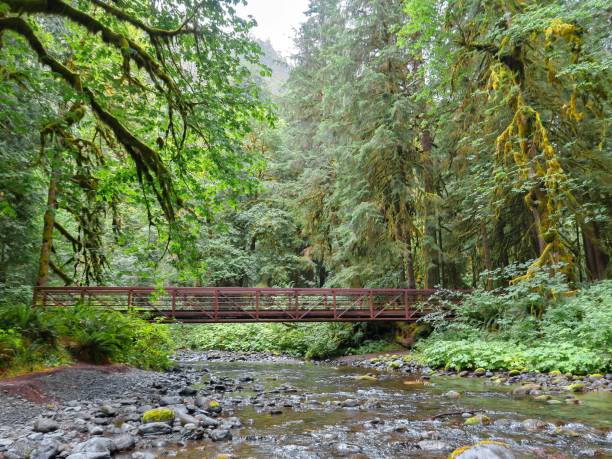 istock A Bridge in a Majestic Forest 1335158052