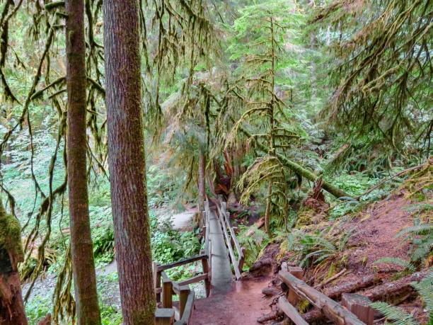 istock A Trail in a Majestic Forest 1335158071