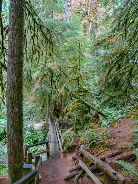 istock A Trail in a Majestic Forest 1335158072