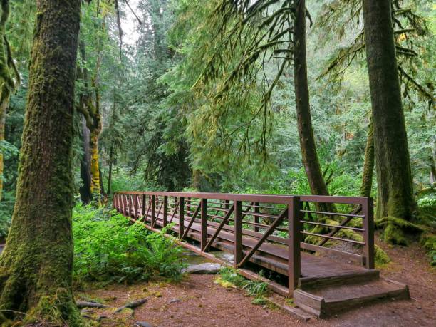 istock A Bridge in a Majestic Forest 1335158076