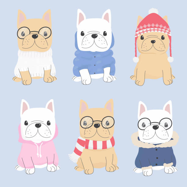 cute french bulldog puppy in winter sweater costume fashion collection eps10 vectors illustration cute french bulldog puppy in winter sweater costume fashion collection eps10 vectors illustration winter fashion collection stock illustrations