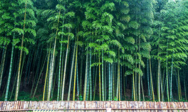 istock The cool looking bamboo forest in summer 1335159976