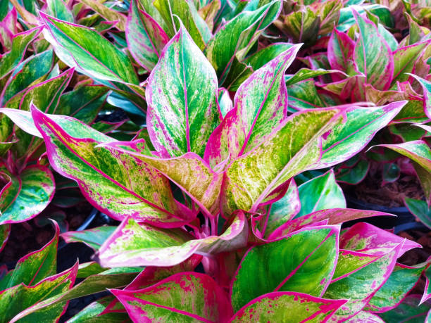 istock Leaves plants in garden after rain 1335163955