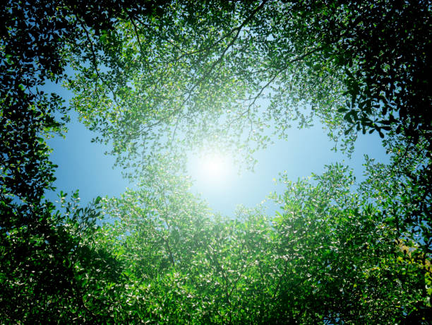 Fresh bright leaves of a maple tree in the sunlight.
