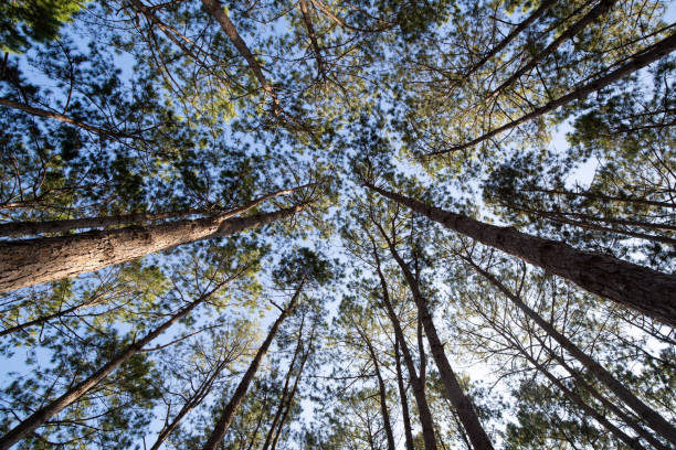 istock Bottom view of tall old trees 1335164978