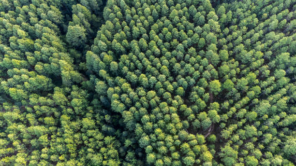 top-down-ansicht der pinienplantage - blätterdach stock-fotos und bilder