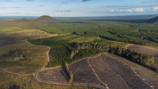 istock Top Down View Of Cleared Pine Tree Plantation 1335166146