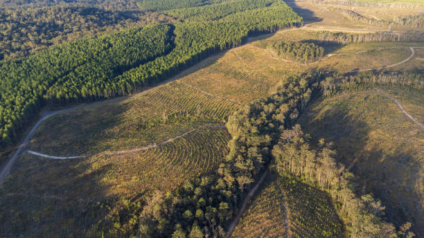 istock Top Down View Of Cleared Pine Tree Plantation 1335166149