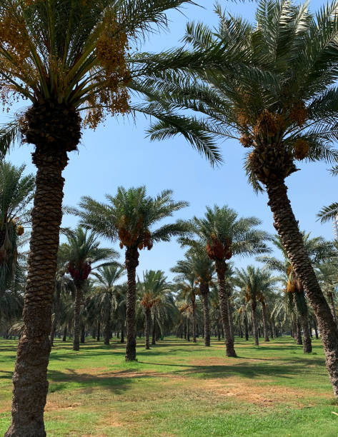 istock Plantation of Dates Palm trees 1335166694