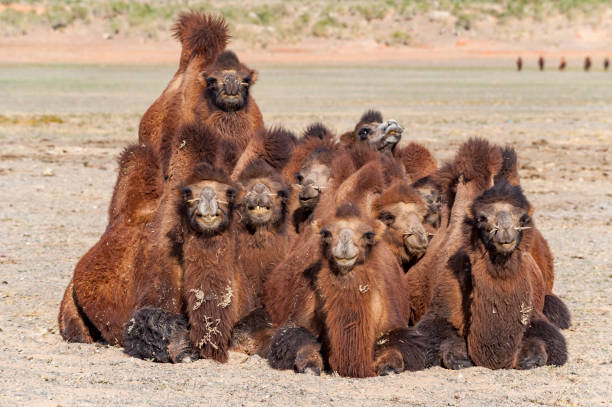Camels A group of camels at rest camel colored stock pictures, royalty-free photos & images