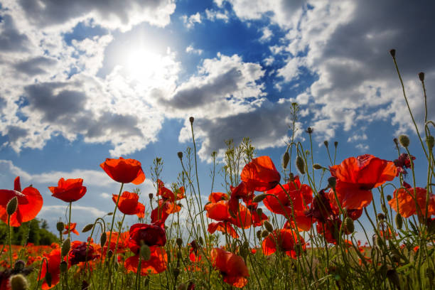 istock beautiful red poppy on a blue sky background 1335169301