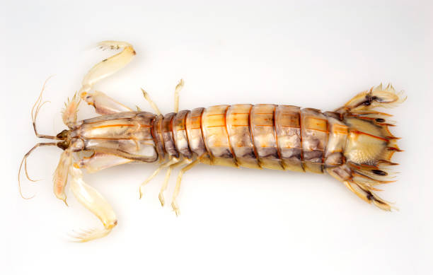 istock Mantis Shrimp or Stomatopods Crustaceans 1335169907