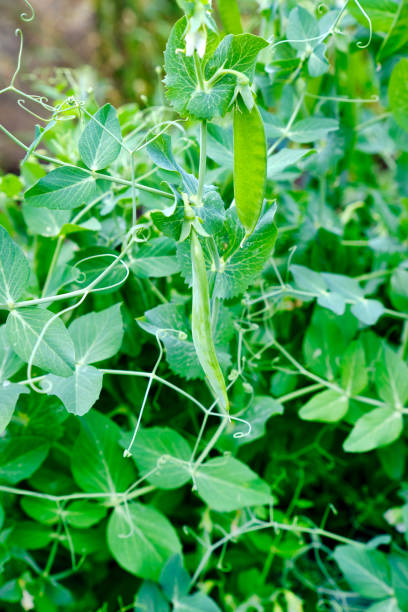 istock young peas in the garden 1335170876
