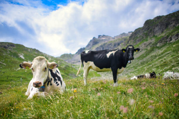 A tranquil wide-angle photograph capturing typical Alpine cattle (likely Pinzgauer or similar breed) grazing peacefully on a high, vibrant green meadow in Austria. The central focus is a distinct brown and white cow, head down, enjoying the pasture. Two other cows graze in the background. The scene is set against a magnificent backdrop of deep blue forested mountains and distant snow-capped peaks under a vast, bright blue sky with a few wispy white clouds. This image embodies the serenity of traditional alpine farming (Almwirtschaft) and the natural beauty of the Austrian summer and early autumn grazing season.