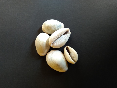 Cowrie or cowry shell, Shell of Monetaria moneta. In Ayurveda, Varatika is used as a powder obtained by calcination of cowries.  Authentic ayurvedic therapies.