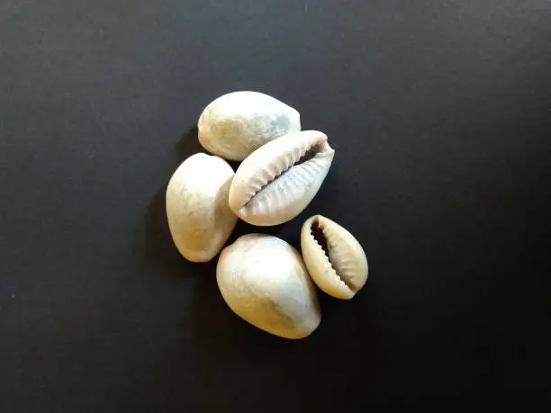 Photo of Cowrie or cowry shell, Shell of Monetaria moneta. In Ayurveda, Varatika is used as a powder obtained by calcination of cowries.