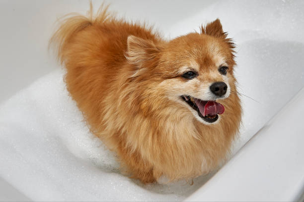 istock Satisfied red dog is about to take a bath 1335171036