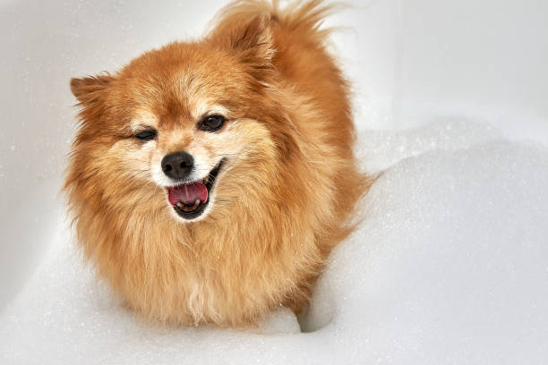 istock Satisfied red dog is about to take a bath 1335171893