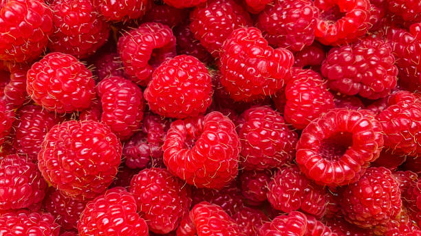 texturhintergrund aus einer großen anzahl von himbeeren - raspberry stock-fotos und bilder