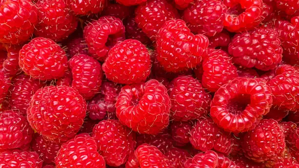 Texture background from a large number of raspberries. Natural berry background.