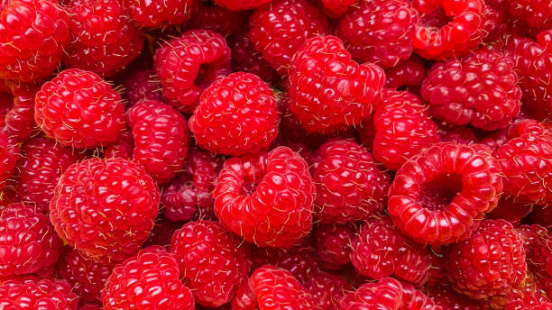 texture background from a large number of raspberries - framboesa imagens e fotografias de stock