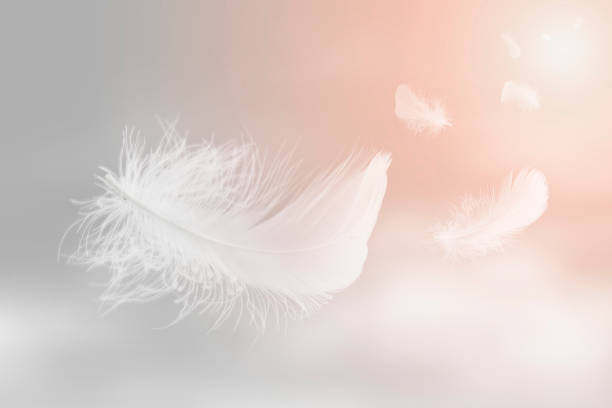 istock Soft Lightly White Feathers Floating in The Sky. Abstract Feather Flying in Heavenly Concept. 1335172045