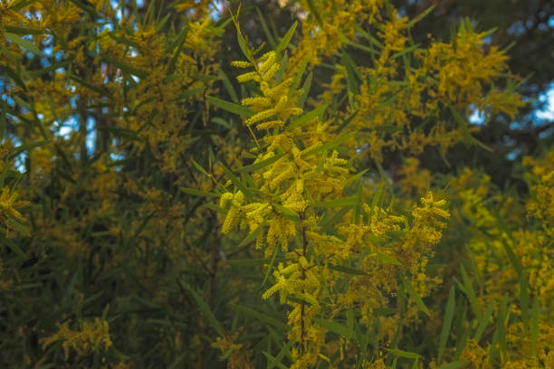 Close-Up of Wattle Flower in Full Bloom