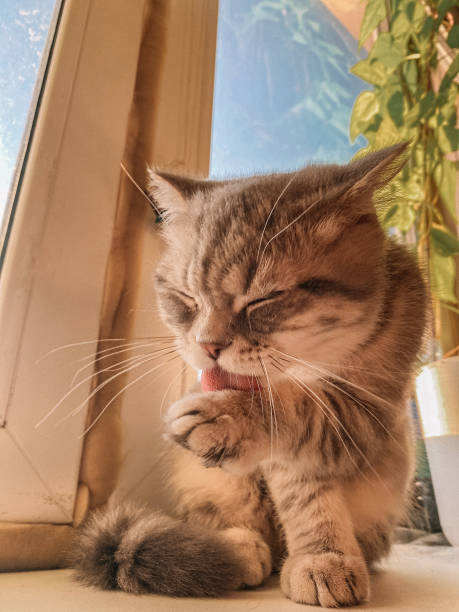 istock Cute scottish cat, beautiful domestic cat sleeping sweetly 1335174088