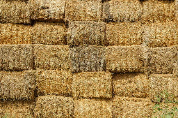 Warehouse of rectangular bales of hay. The uneven texture of a s Warehouse of rectangular bales of hay. The uneven texture of a stack of dry straw collected for animal feed. Stack of dry hay bales. Outside. bale stock pictures, royalty-free photos & images