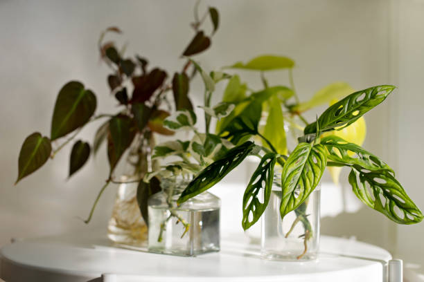 istock Water Propagation House Plants 1335175047