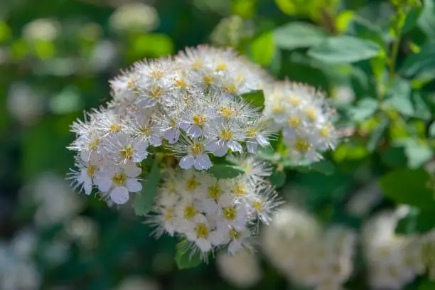 Spring blooming shrub with white flowers Spirea. Natural floral background.